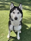 VICTOR - Photo 1
