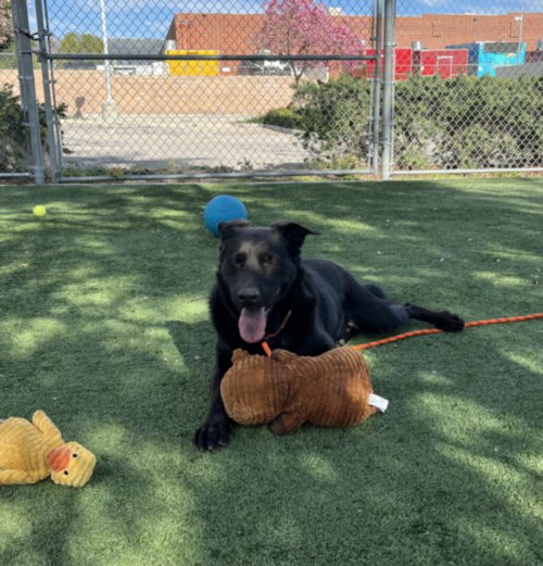 picture of the dog needing adoption