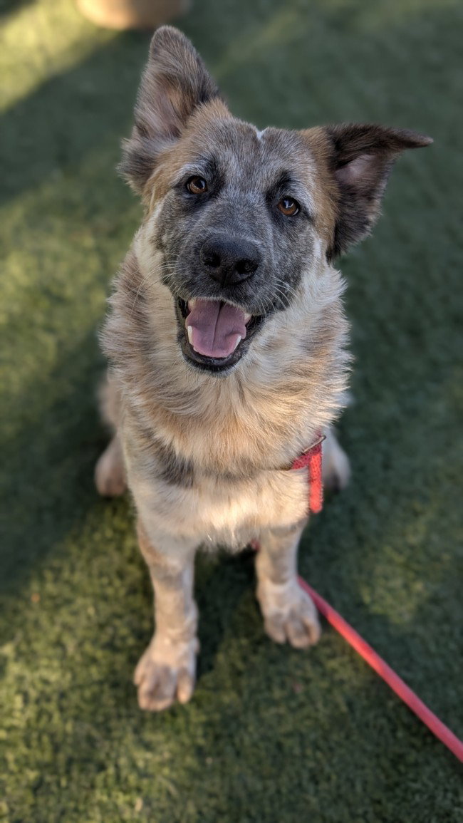 HEIDI Image