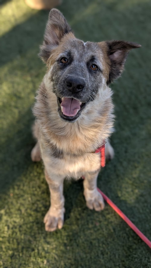 HEIDI - German Shepherd Dog available for adoption