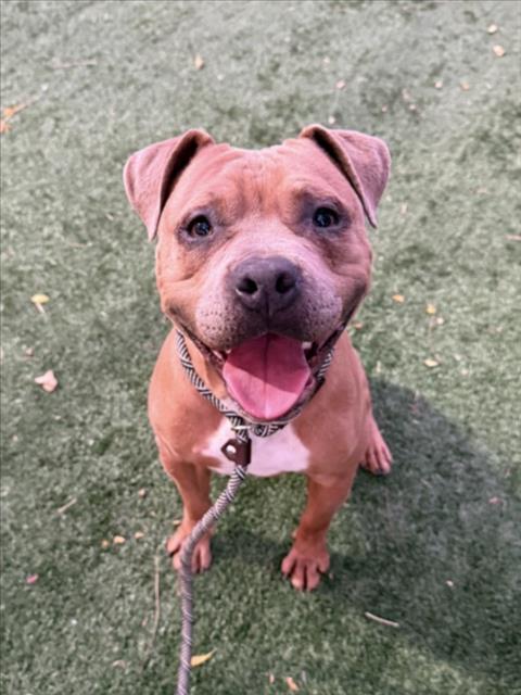 picture of the dog needing adoption