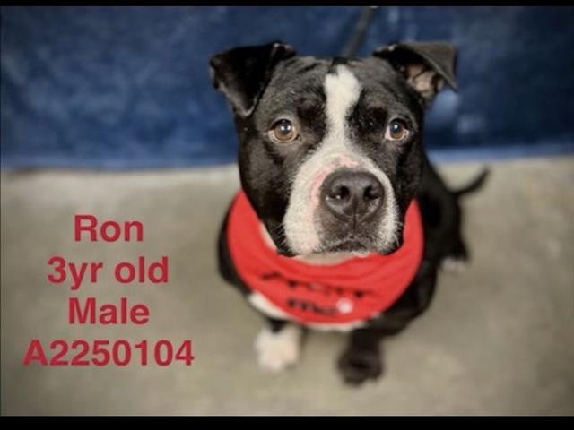 RON Image