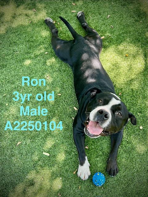 RON, an adoptable American Staffordshire Terrier in Chatsworth, CA