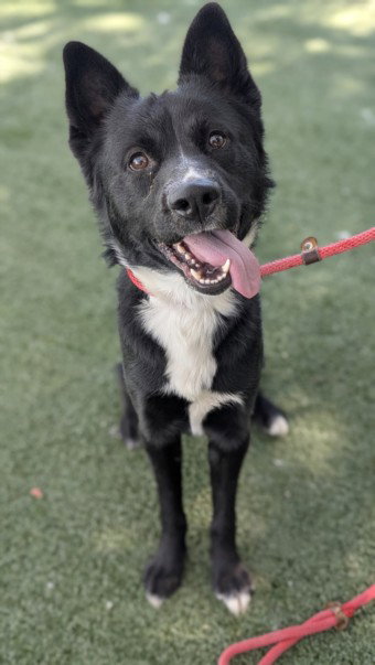 LEO