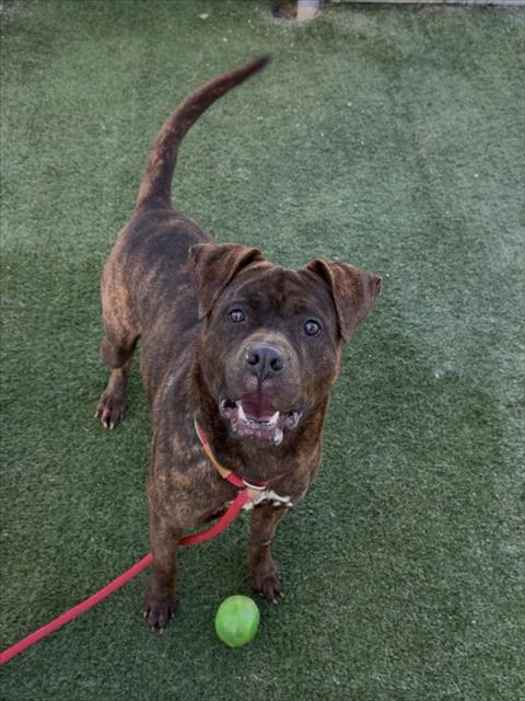 CHAKO, an adoptable Boxer in Chatsworth, CA