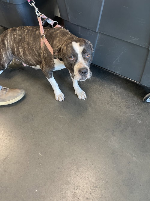 picture of the dog needing adoption