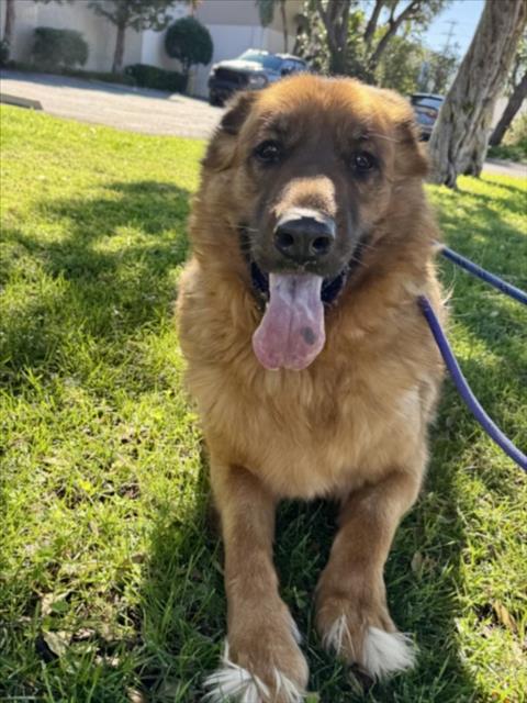 Leonberger