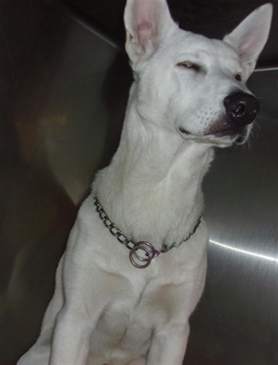 STITCH Image