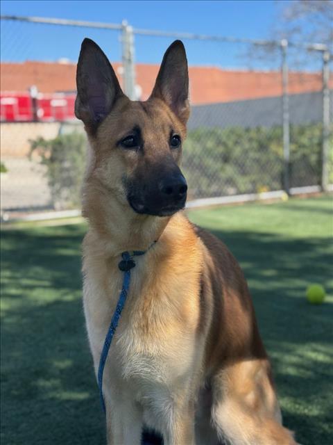 picture of the dog needing adoption