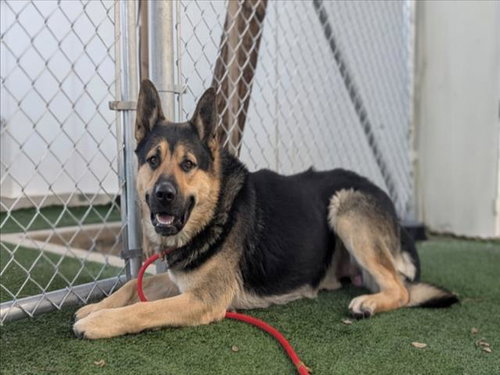 picture of the dog needing adoption