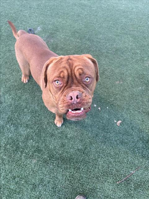 Dogue De Bordeaux