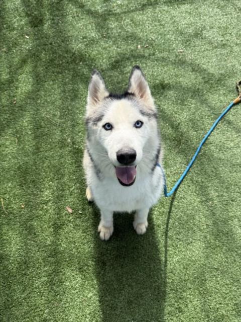 Siberian Husky