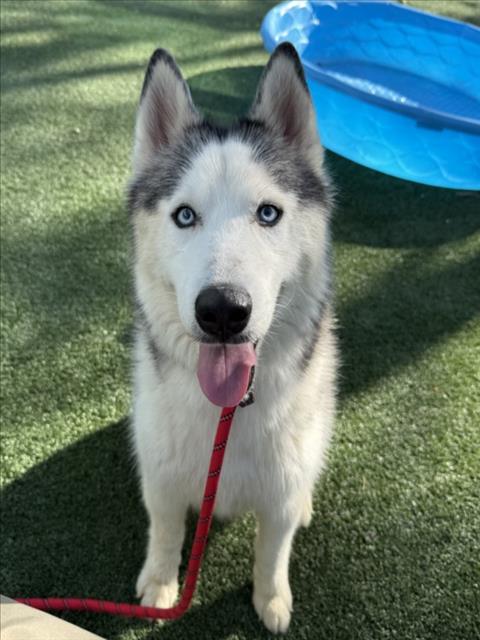 ZEUS