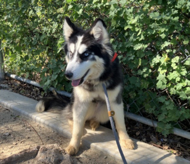 Siberian Husky
