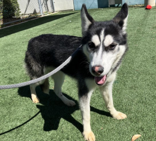 Siberian Husky