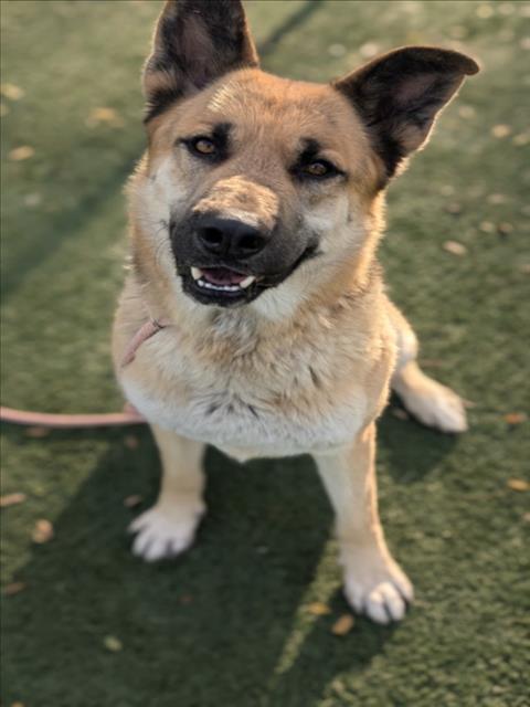 German Shepherd