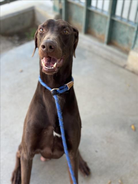 picture of the dog needing adoption