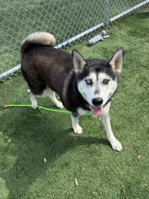 Siberian Husky