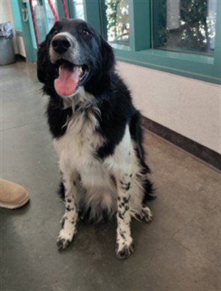 Border Collie
