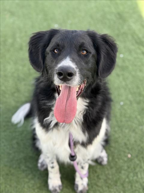 KNIGHT, an adoptable Border Collie in Chatsworth, CA