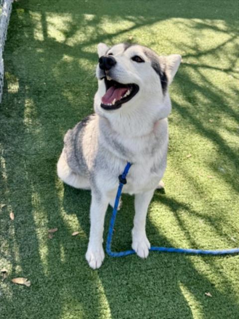 Siberian Husky