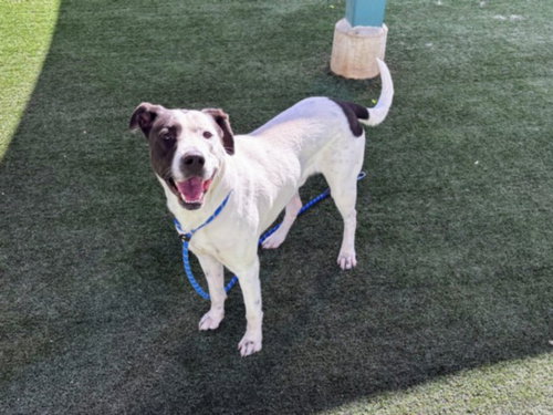 CELO, an adoptable American Staffordshire Terrier in Chatsworth, CA