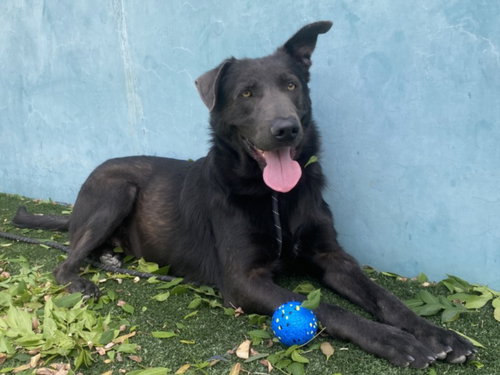 POTTER, an adoptable Labrador Retriever in Chatsworth, CA
