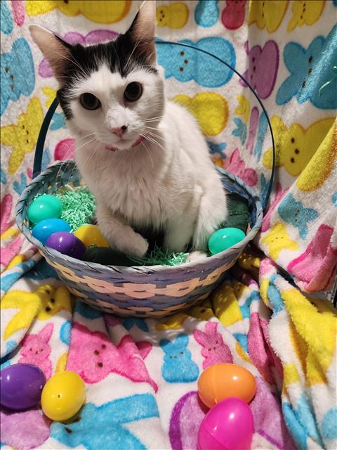 ROSIE, an adoptable Domestic Short Hair in Chatsworth, CA