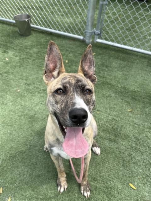 NYLA, an adoptable Catahoula Leopard Dog in Chatsworth, CA