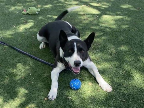 LOLA, an adoptable Australian Cattle Dog in Chatsworth, CA