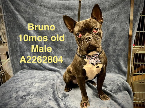 BRUNO, an adoptable Boston Terrier in Chatsworth, CA