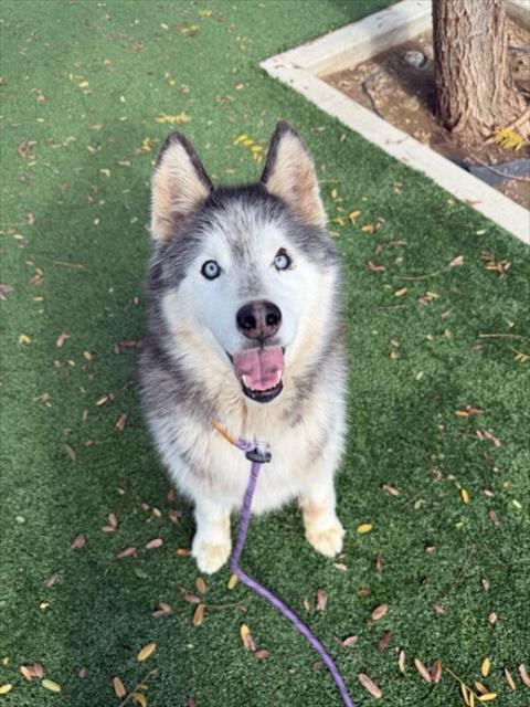 CAPONE, an adoptable Siberian Husky in Chatsworth, CA