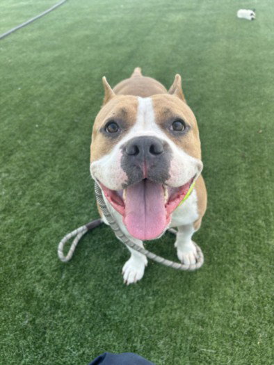 OLIVE, an adoptable American Pit Bull Terrier in Chatsworth, CA