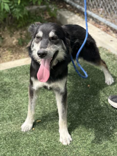 RAGATHA, an adoptable German Shepherd Dog in Chatsworth, CA