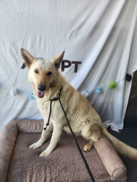 AVALANCHE, an adoptable German Shepherd Dog in Chatsworth, CA