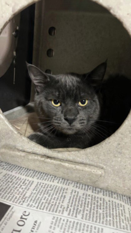 GRAYSON, an adoptable Domestic Medium Hair in Chatsworth, CA