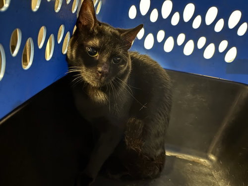 JOSHUA, an adoptable Domestic Short Hair in Chatsworth, CA