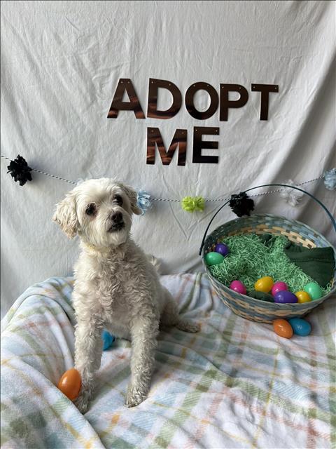 LUCKY, an adoptable Maltese in Chatsworth, CA