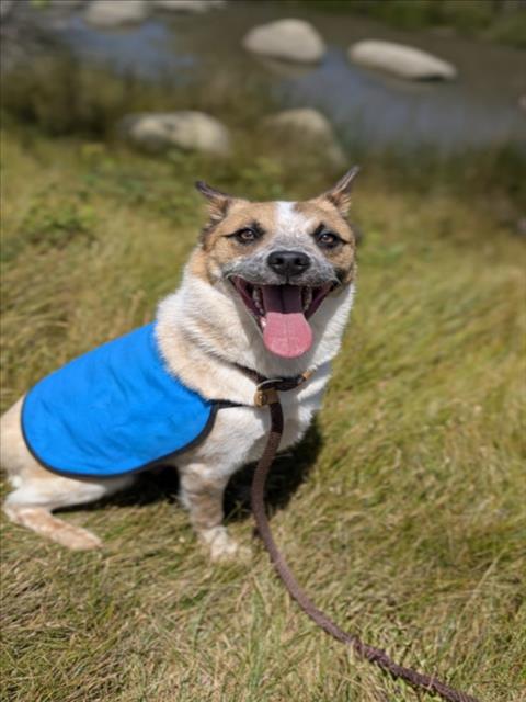 STRIDER, an adoptable Queensland Heeler in Chatsworth, CA