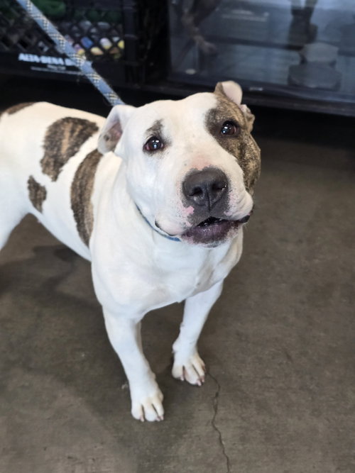 MILKY, an adoptable Pit Bull Terrier in Chatsworth, CA
