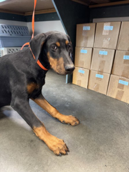 GINGERBREAD, an adoptable Doberman Pinscher in Chatsworth, CA