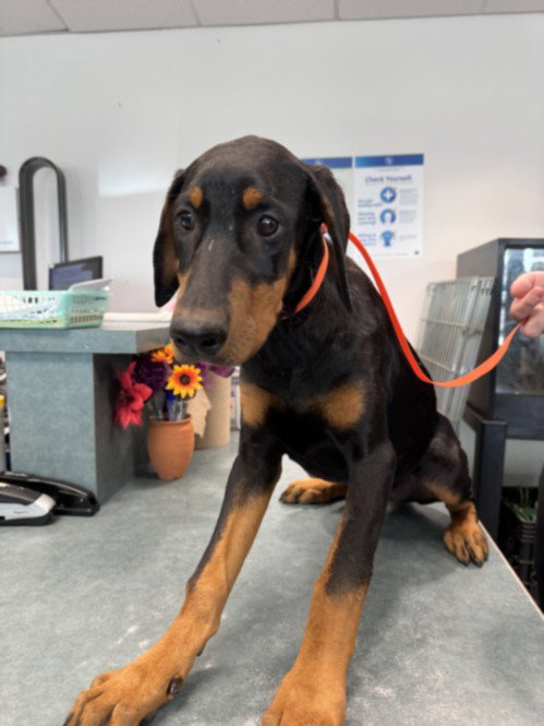 SNICKERDOODLE, an adoptable Doberman Pinscher in Chatsworth, CA