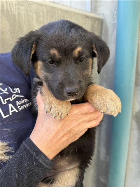 MIA, an adoptable German Shepherd Dog in Chatsworth, CA
