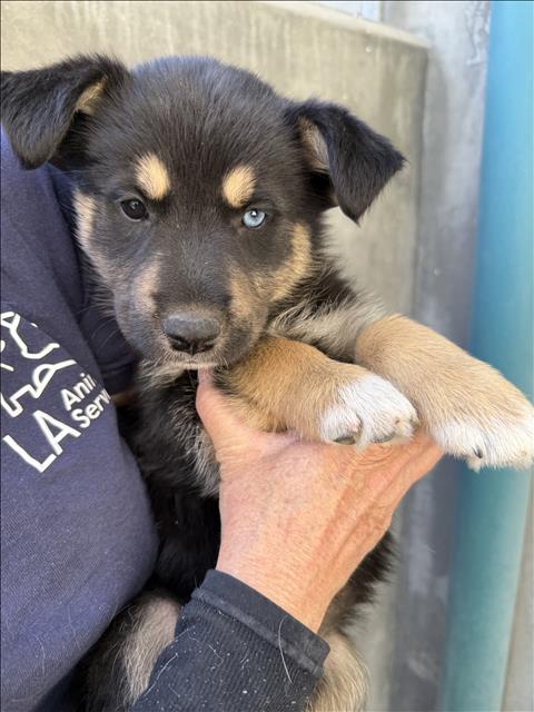 CHLOE, an adoptable German Shepherd Dog in Chatsworth, CA