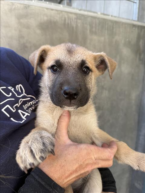 ELLIE, an adoptable German Shepherd Dog in Chatsworth, CA