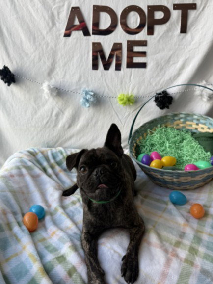 MALCOLM, an adoptable French Bulldog in Chatsworth, CA