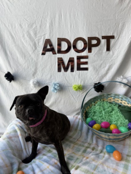 DORA, an adoptable French Bulldog in Chatsworth, CA