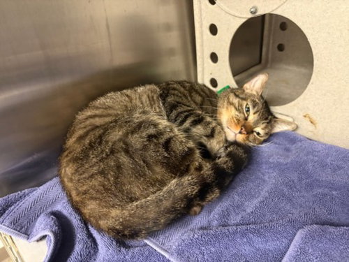 picture of the cat needing adoption