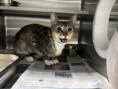 BUFFY, Adult Domestic Short Hair (medium coat), cat for adoption in San Gabriel, California