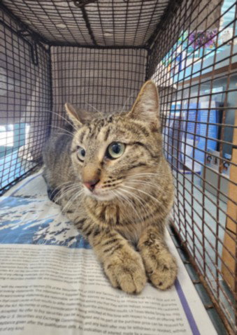 KATNISS, Adult Domestic Short Hair (medium coat), cat for adoption in San Gabriel, California